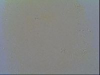 Macrobiotus recens image