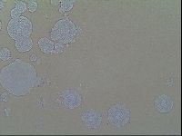 Macrobiotus recens image