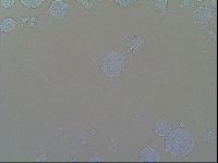 Macrobiotus recens image