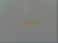 Macrobiotus recens image