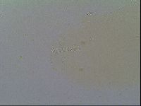 Macrobiotus recens image