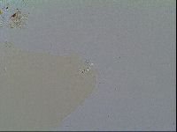 Macrobiotus recens image