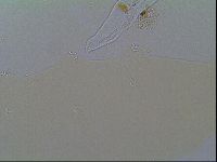 Macrobiotus recens image