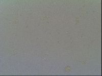 Macrobiotus recens image