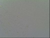 Macrobiotus recens image