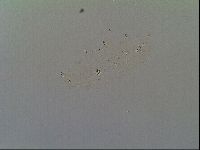 Macrobiotus recens image