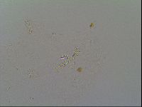 Macrobiotus recens image