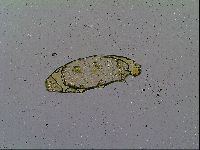 Macrobiotus recens image