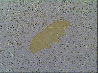 Macrobiotus recens image