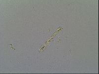 Macrobiotus recens image