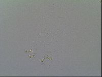 Macrobiotus recens image