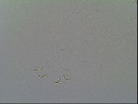 Macrobiotus recens image