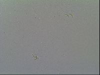 Macrobiotus recens image