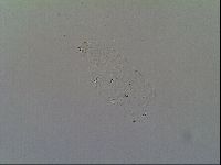 Macrobiotus recens image