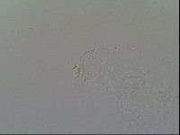 Macrobiotus recens image