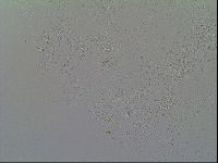 Macrobiotus recens image