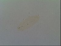 Macrobiotus recens image