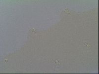 Macrobiotus recens image