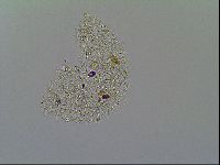 Macrobiotus recens image