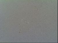 Macrobiotus recens image