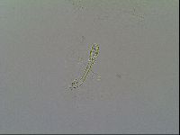 Macrobiotus recens image