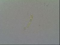 Macrobiotus recens image