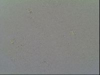 Macrobiotus recens image