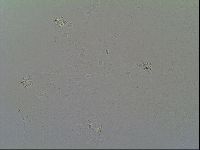 Macrobiotus recens image