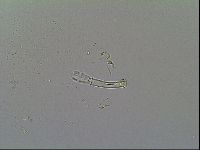 Macrobiotus islandicus image