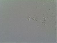 Macrobiotus islandicus image