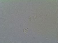 Media resource of Macrobiotus islandicus