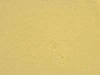 Macrobiotus recens image