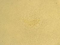 Macrobiotus recens image