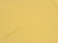 Macrobiotus recens image