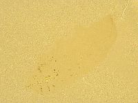 Macrobiotus recens image