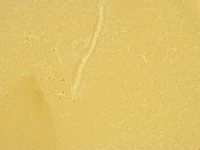 Macrobiotus recens image