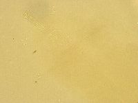 Macrobiotus recens image