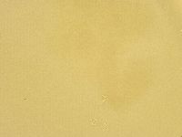 Macrobiotus recens image