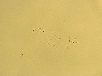 Macrobiotus recens image