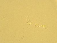 Macrobiotus recens image