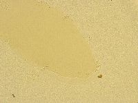 Macrobiotus recens image