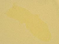 Macrobiotus recens image
