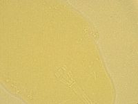 Macrobiotus recens image