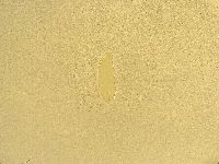 Macrobiotus recens image