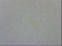Macrobiotus recens image