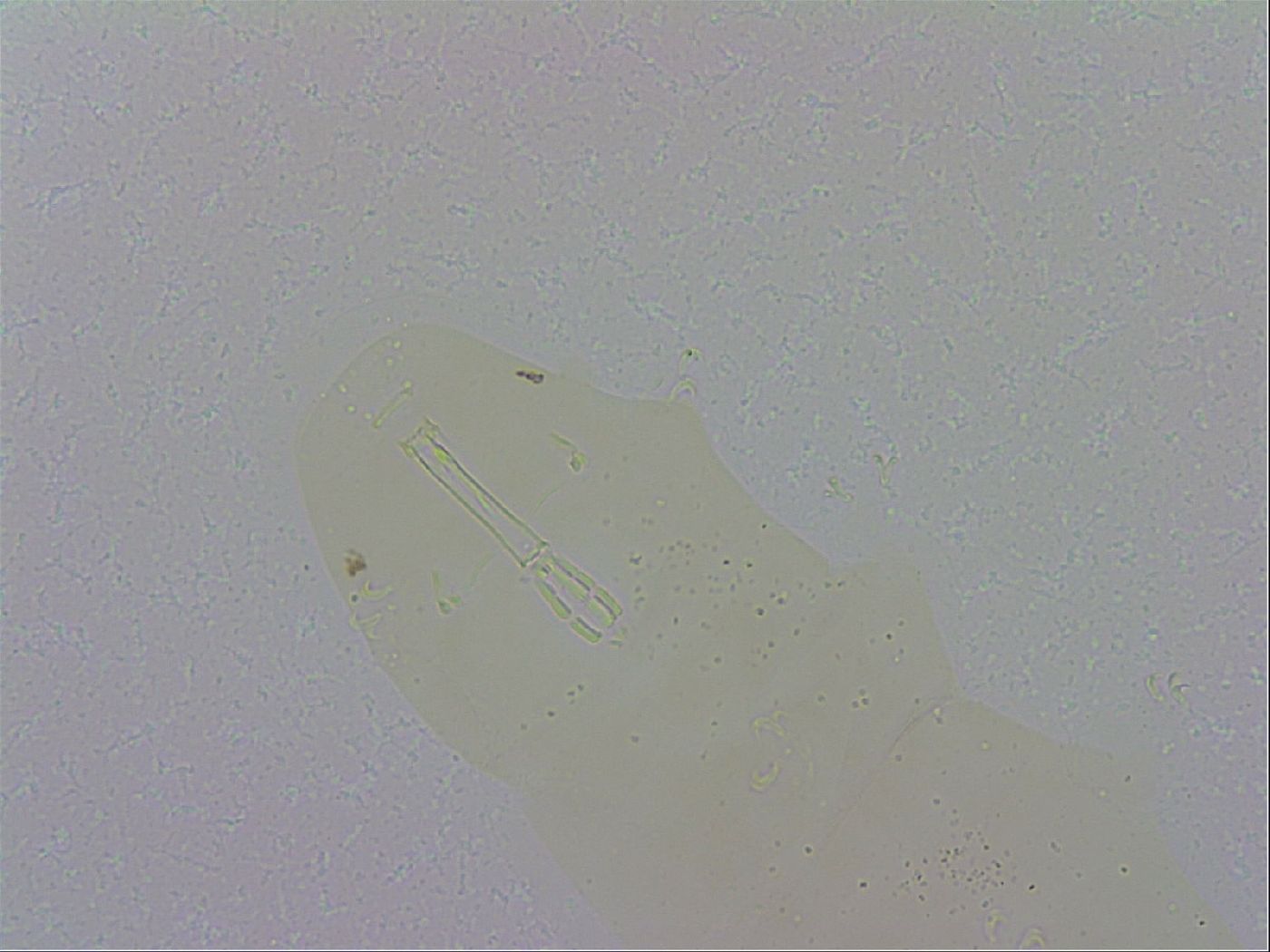 Macrobiotus recens image