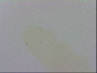 Macrobiotus recens image