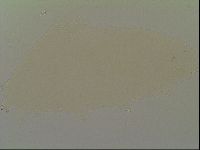 Minibiotus intermedius image
