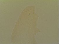 Minibiotus intermedius image