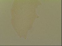 Minibiotus intermedius image